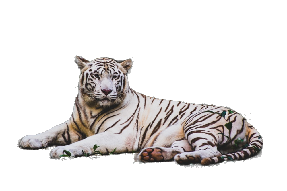 Kling35 image generation after transformation